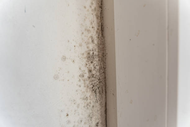 Best Air Quality Testing for Mold Spores  in North Barrington, IL